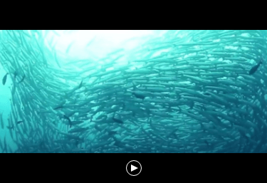 2-vid-la sante aquatique-mobpng