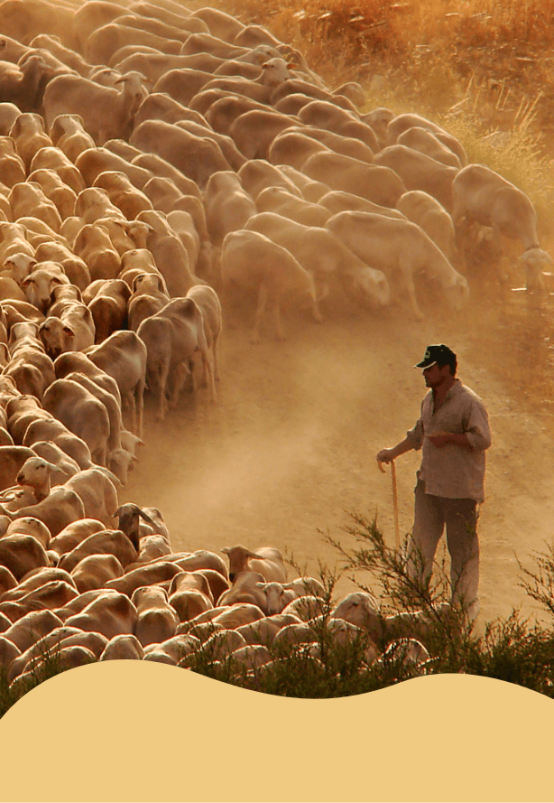 notre vision-la sante animalpng